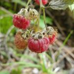 Frutti di bosco